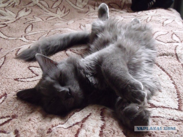 Котовторник 16.04.2013
