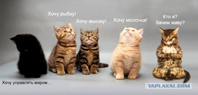 Котомемы 29.09.23