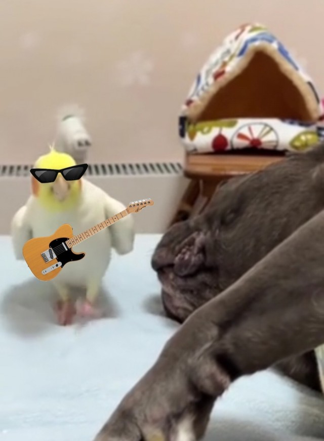 Послушай мою песню