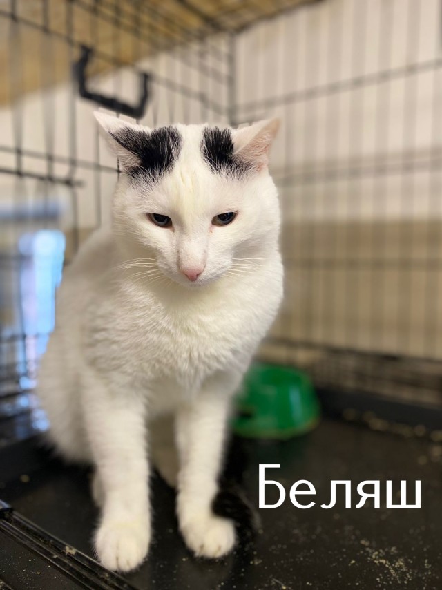 Жизнь домашнего приюта "Котоленд" 419