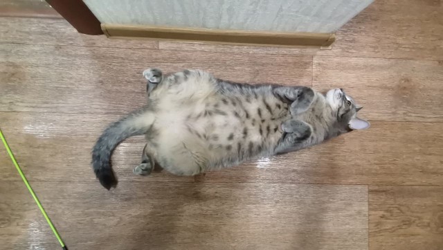 С котовторником ЯПовцы