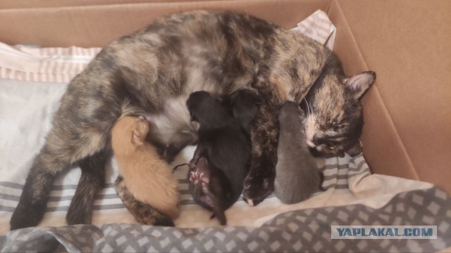 А в следующей жизни я хотел бы быть котом