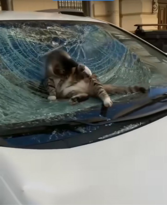 Король парковки