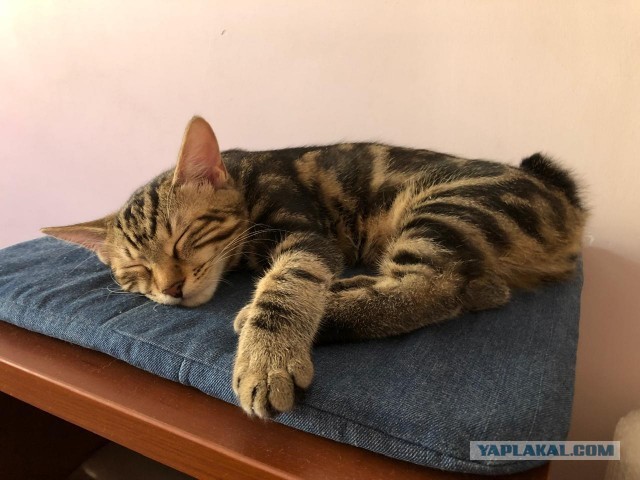 Коробочки наше фсё