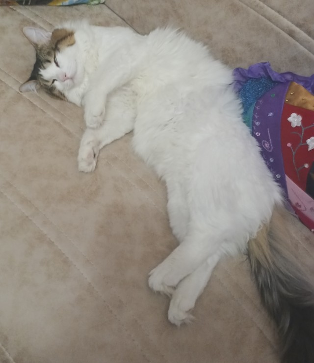 Котовторник 31.12.2024. Последний котовторник года