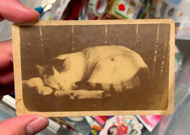 Винтажная фотография для котовторника