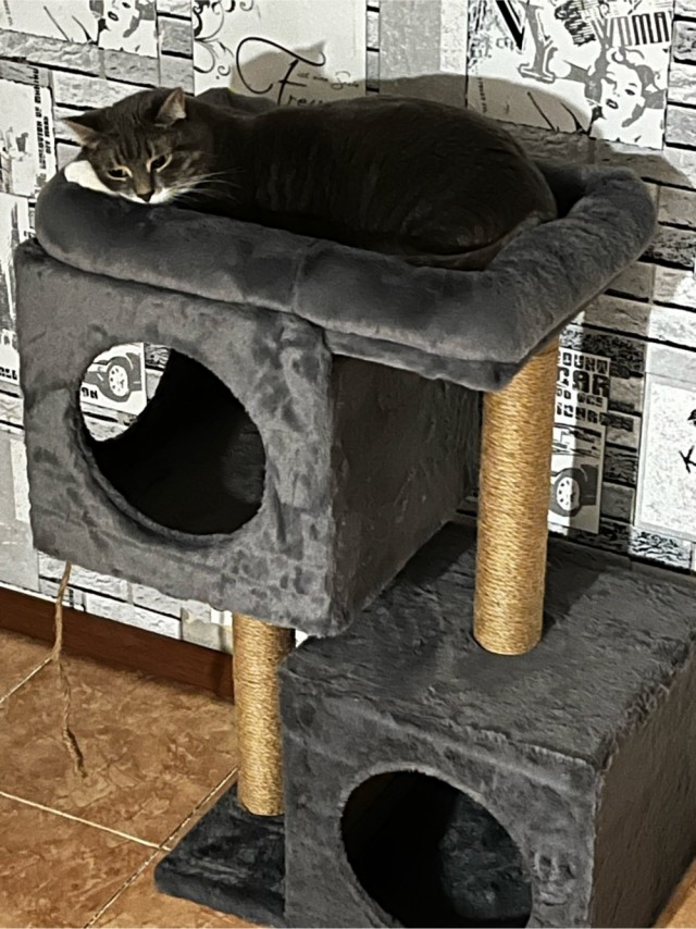 Котовторник