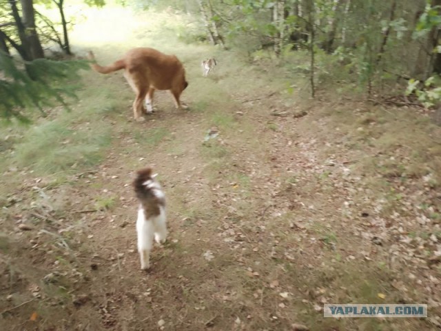 Жизнь домашнего приюта для котеек 556