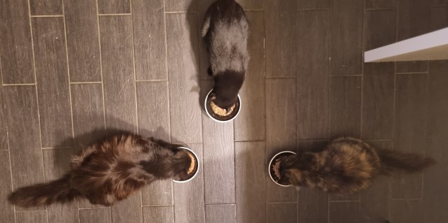 Заведи кота