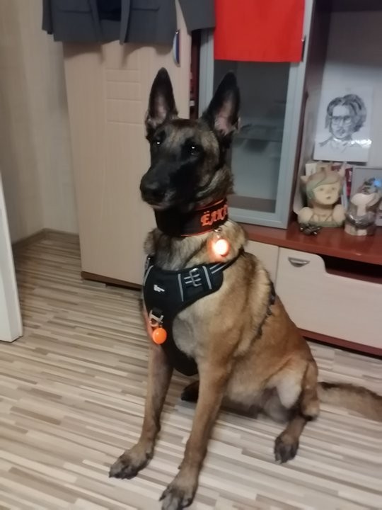 К собакачетвергу. А я Ёлку нарядил