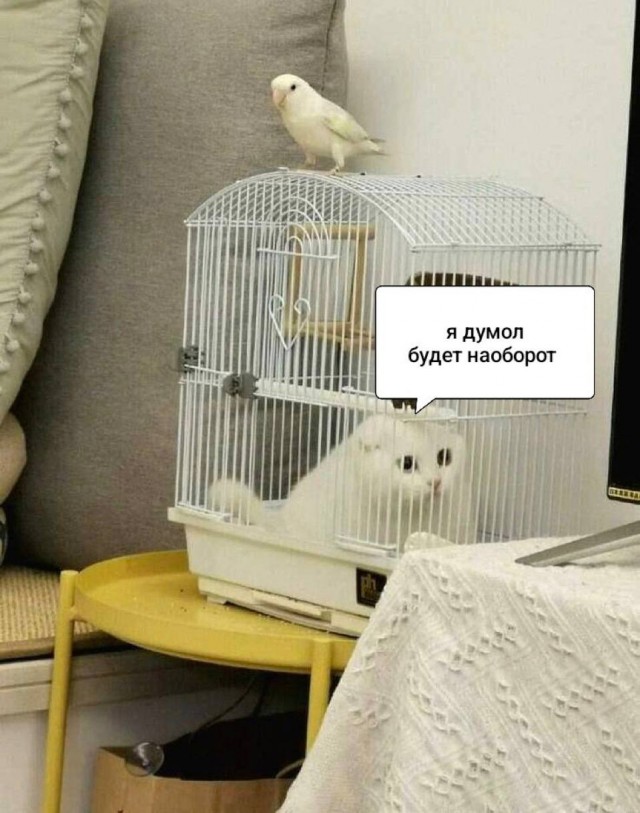 Небаянистая деградация 9