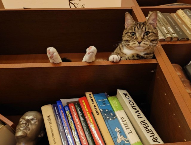 Котофторник жеж
