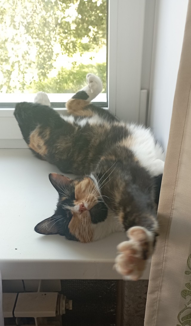 Вступаю в котовторник