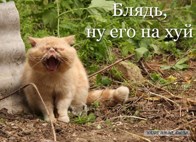 Почему я поддерживаю запрет на матерщину