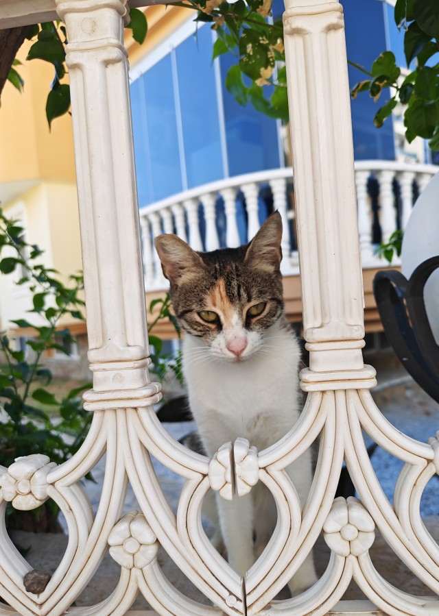 К-котовторник