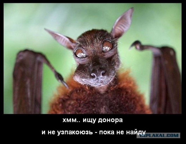Откуда взялся узбагойся