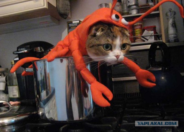 Коты ученых