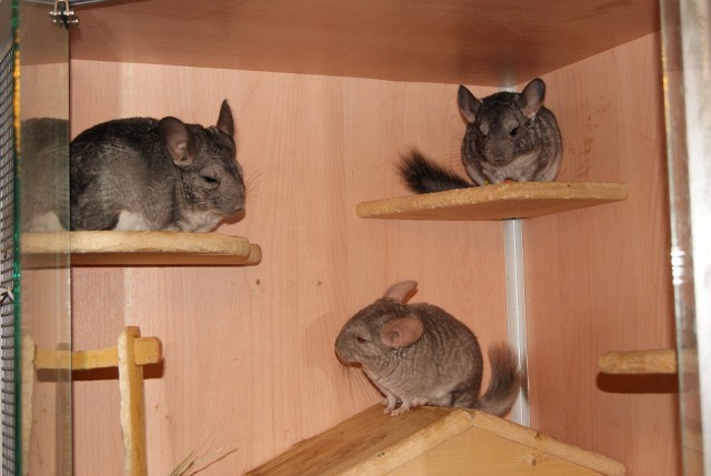 Почему президентом России должна быть ШИНШИЛЛА?