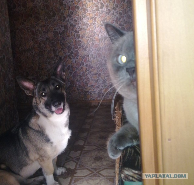 Жизнь домашнего приюта для котеек 19