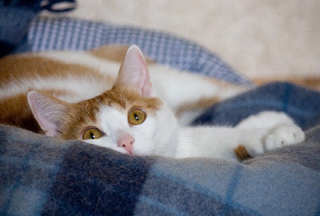 Котовторник 26.08.14.