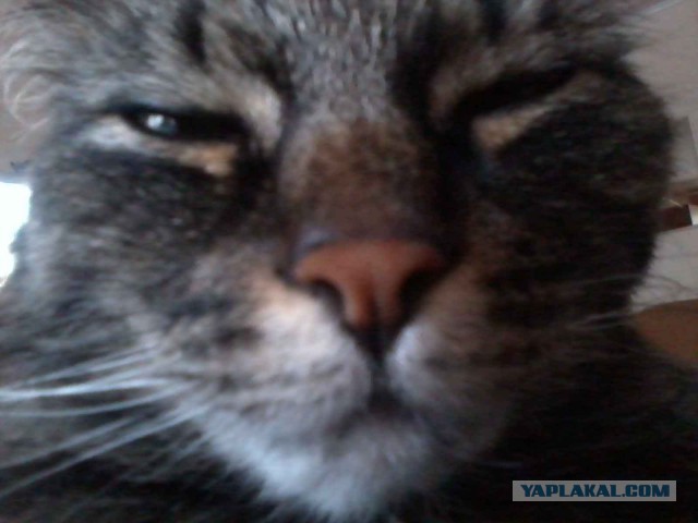 Котовторник 02.09.2014