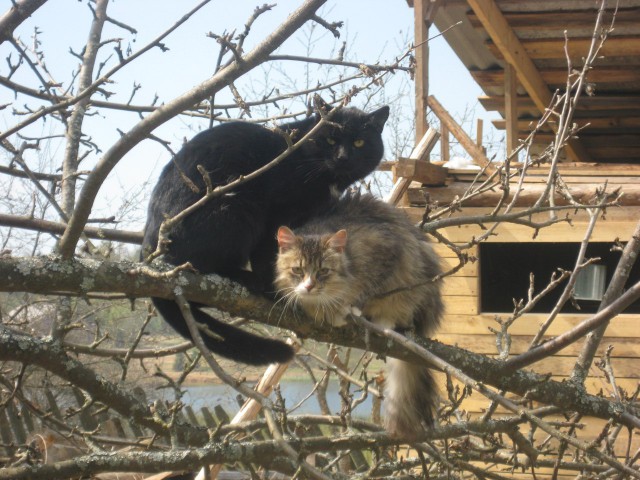Котовторник 21.10.2014