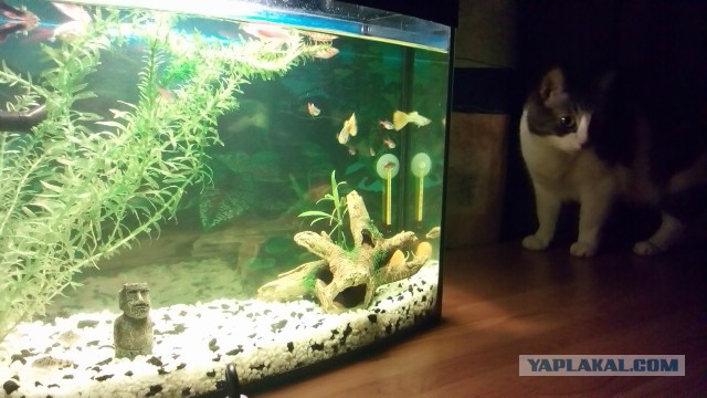 Помощь по аквариуму