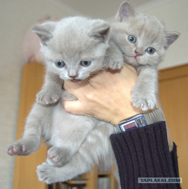Котовторник 24.03.2015