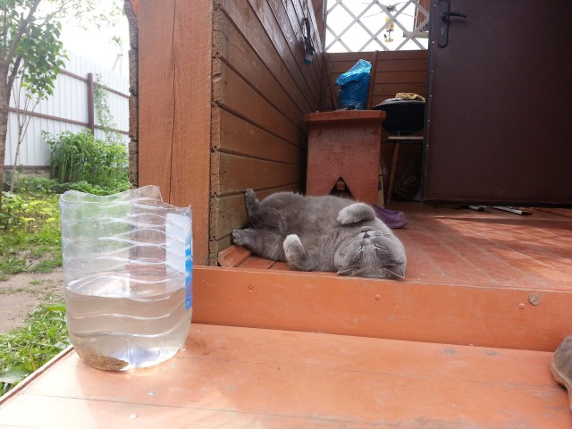 Котовторник