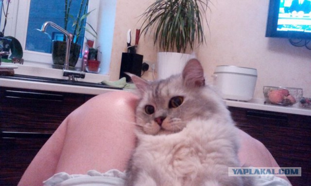 Я что стал кошатником?
