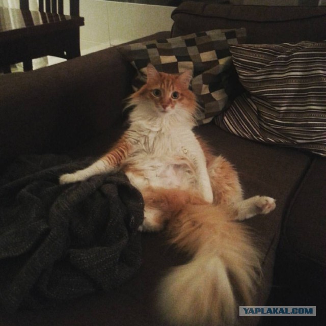 17 фотографий котов