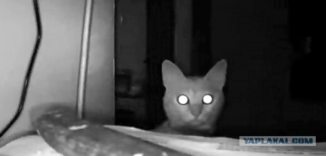 За что я люблю китайцев