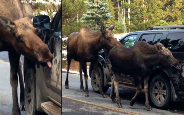 Разные картинки