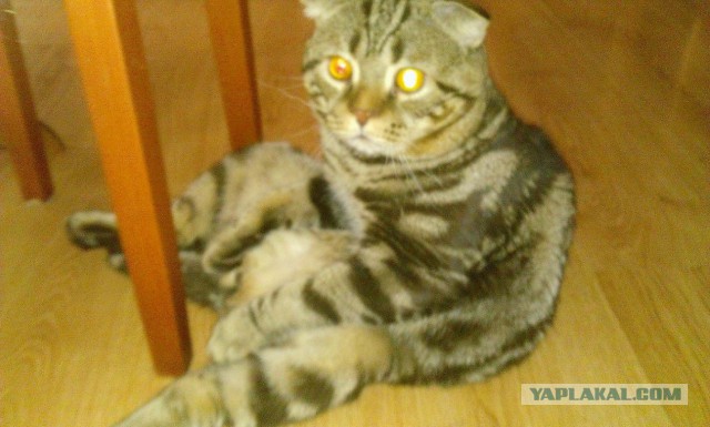 Наш Котяра