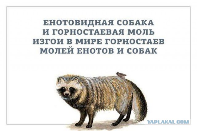 Абсурдный юмор ч.15