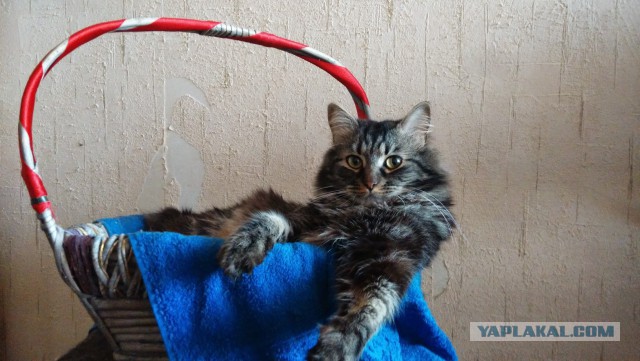 Про моего котика: нежного, злого, вредного