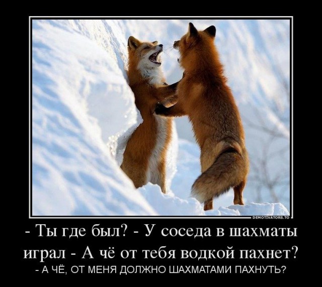 Шахматы - это круто!