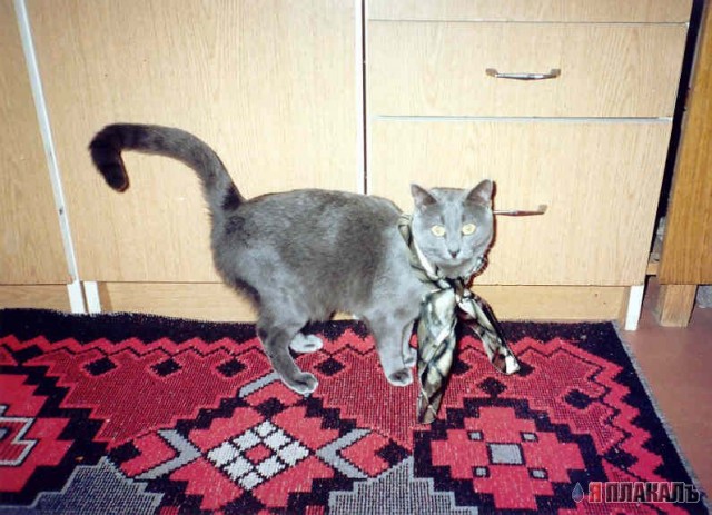 КошкоЛето!
