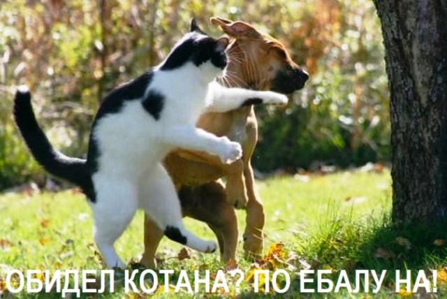 Ибо нечего обижать котов