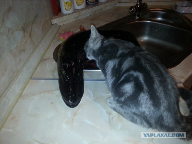 Котовторник, все же, мои котейки