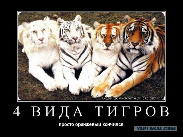 Крепость, где скрываются жертвы охоты на людей