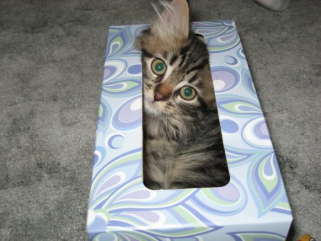 Коты и Кошки