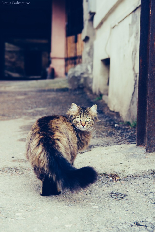 Коты и Кошки