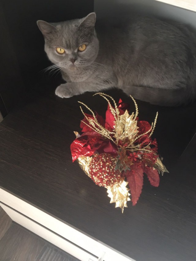 Коты и Кошки