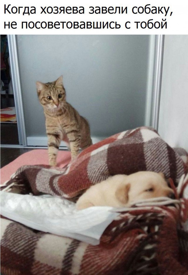 Коты и Кошки