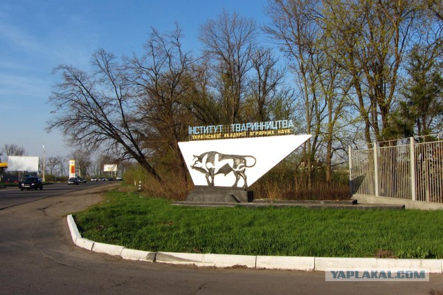 С дырдочкой в левом боку.