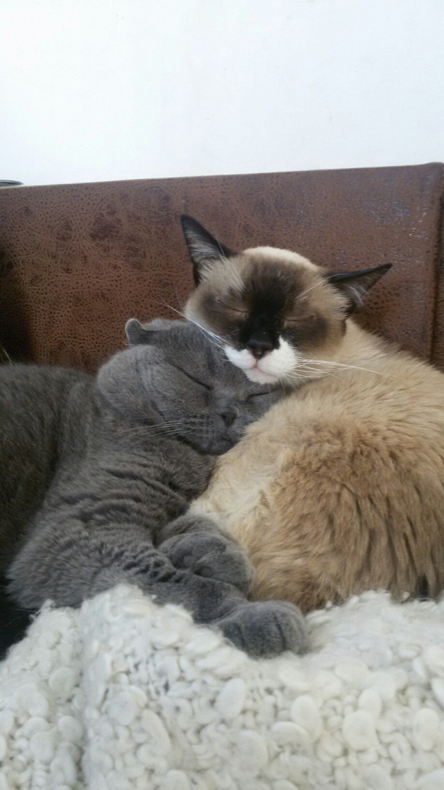 Коты и Кошки