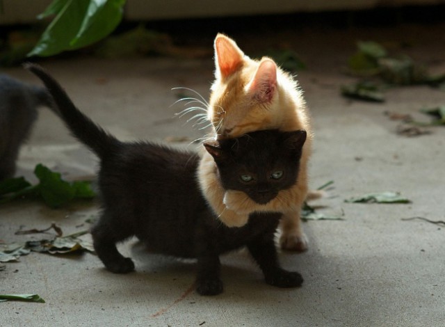 Коты и Кошки