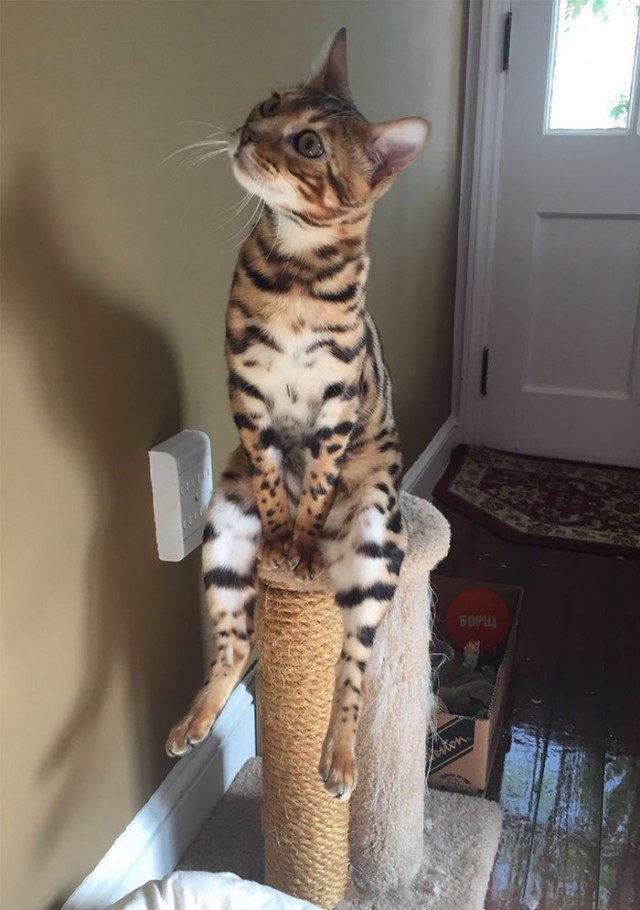 Коты и Кошки