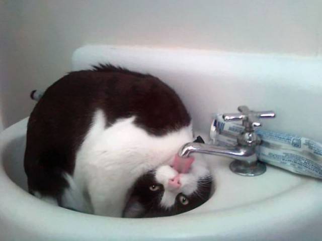 Коты и Кошки